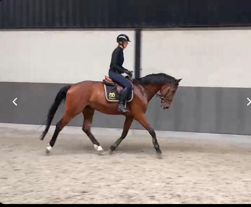 Allround topper te koop️, Dieren en Toebehoren