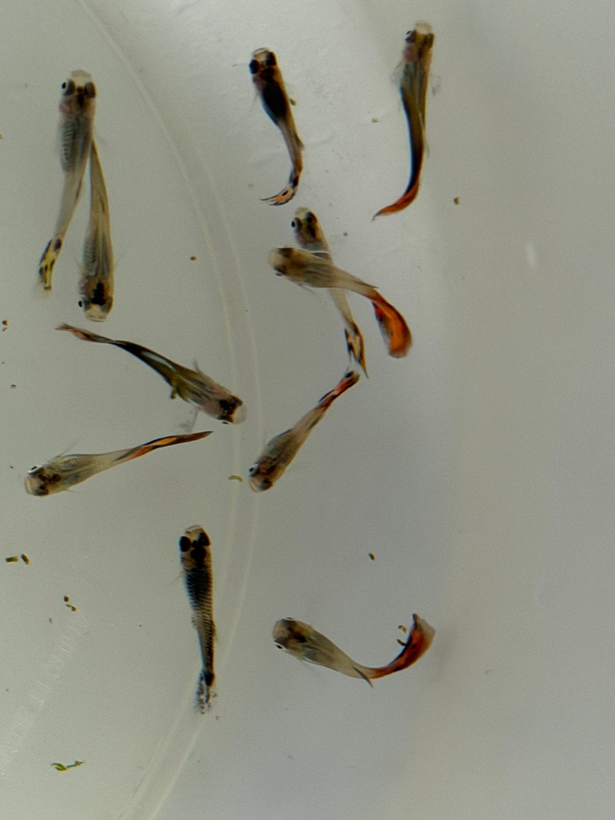 12 Guppy’s voor 10 euro, Dieren en Toebehoren