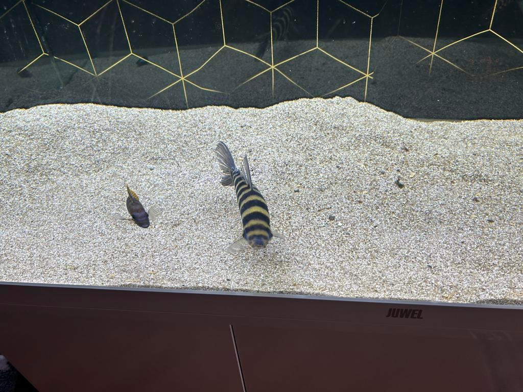 Poisson américain il fais 20cm en bonne santé mange tout, Animaux & Accessoires, Poisson