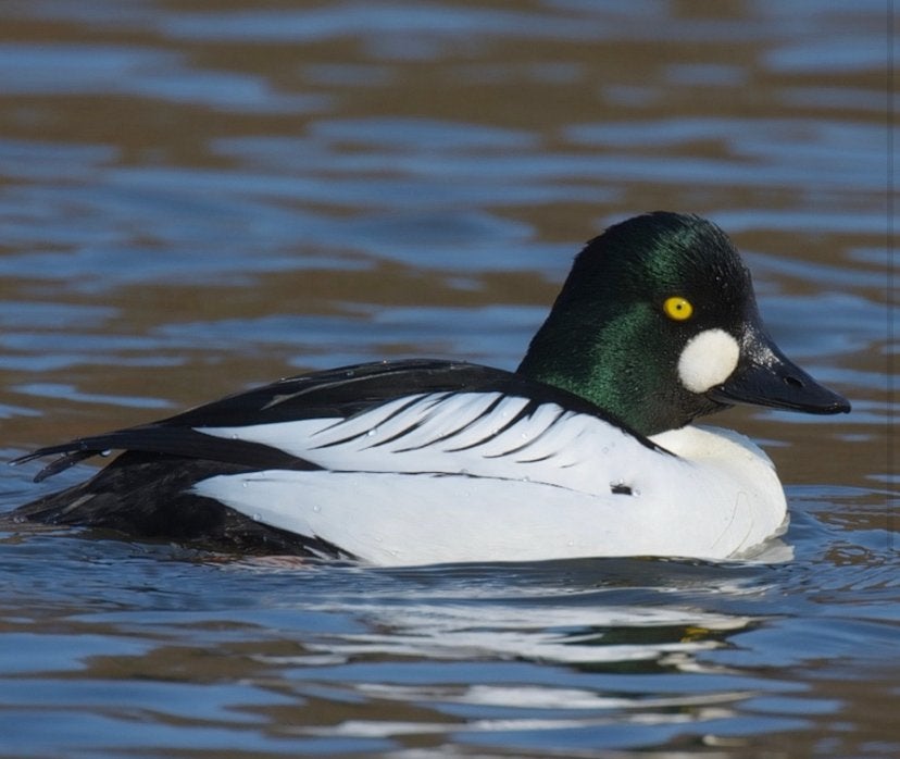 Europese brilduiker/siereend, Plusieurs animaux, Canard