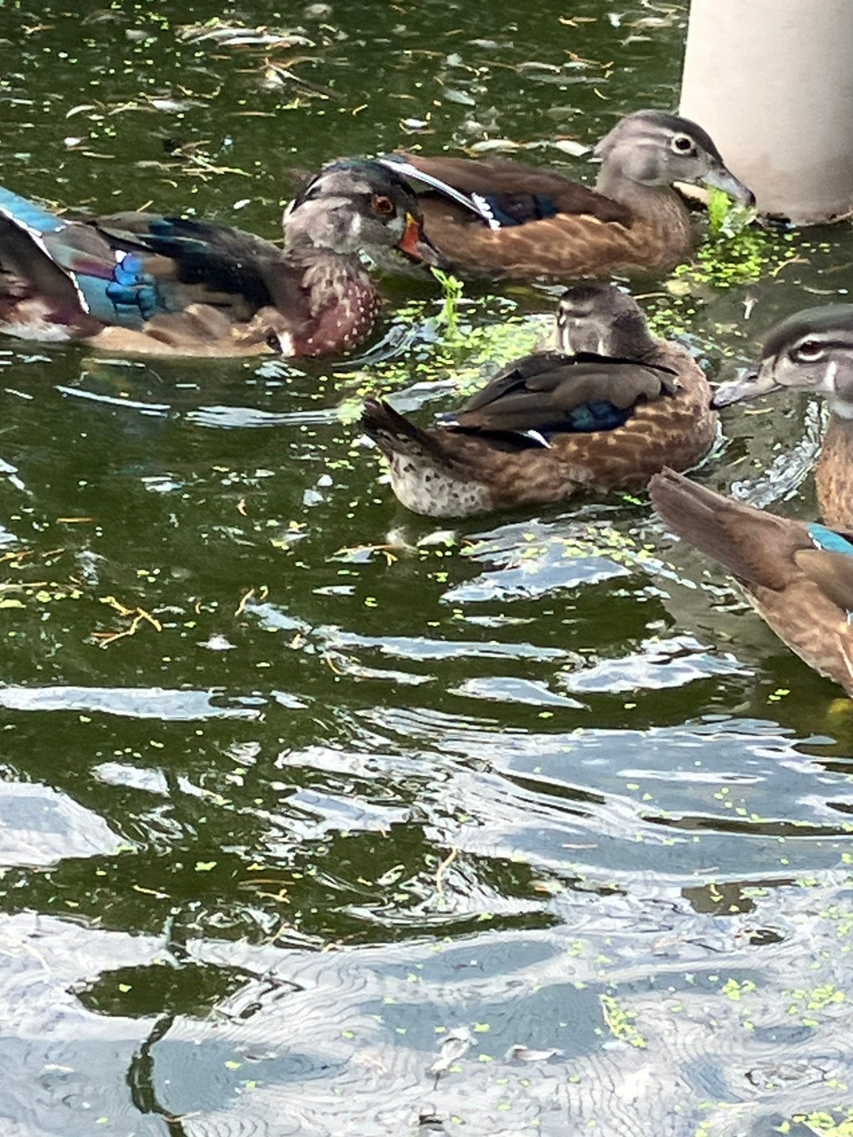 Carolina eendjes, Plusieurs animaux, Canard