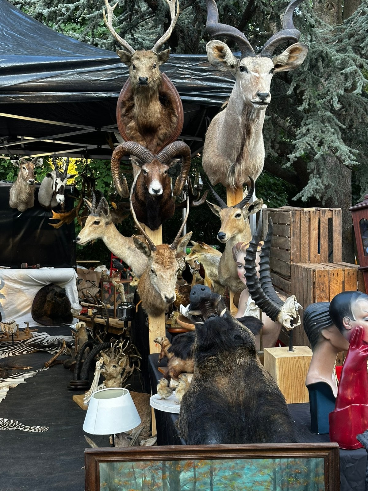 Opgezette dieren te koop, Enlèvement