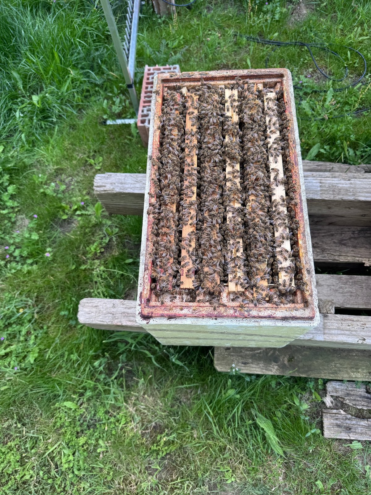 Bijen Koninging 2026 - 6 ramer, Abeilles