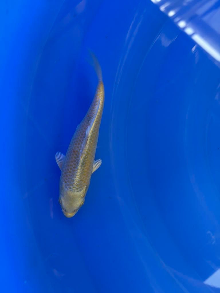 Japanse Koi Yamabuki, Dieren en Toebehoren, Vissen | Vijvervissen