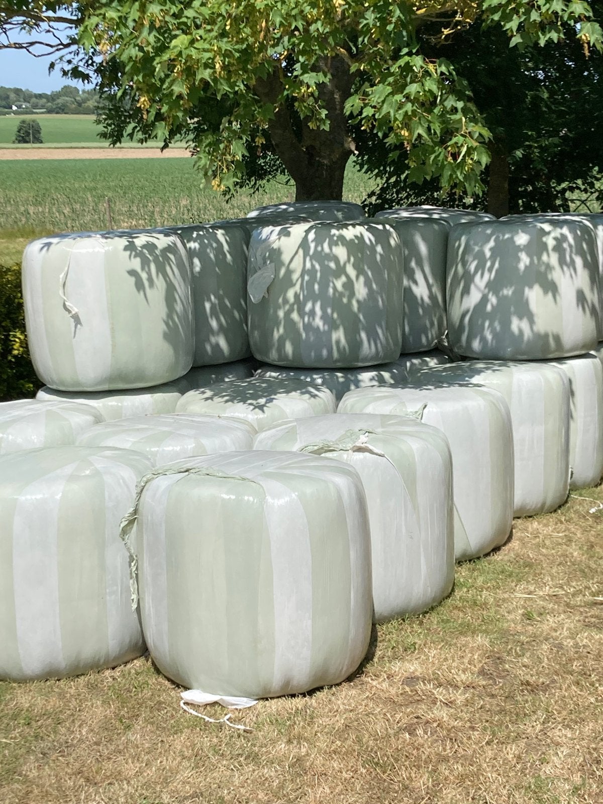 Balles de foin Midi, Enlèvement, Autres espèces