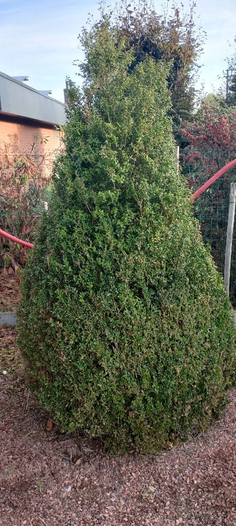 Buxuskegel 230 cm hoog, Ophalen, Vaste plant, Overige soorten