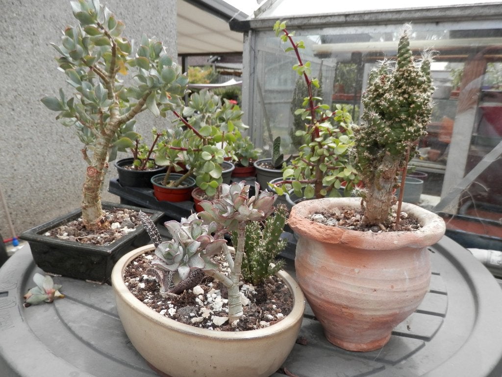vetplantjes, Maison & Meubles, Plantes d'intérieur, Plante succulente, En pot, Moins de 100 cm, Enlèvement