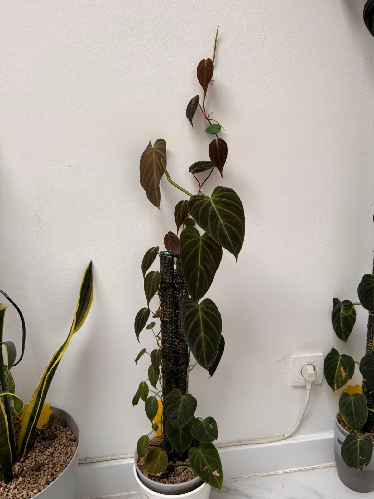 Philodendron te koop, Enlèvement