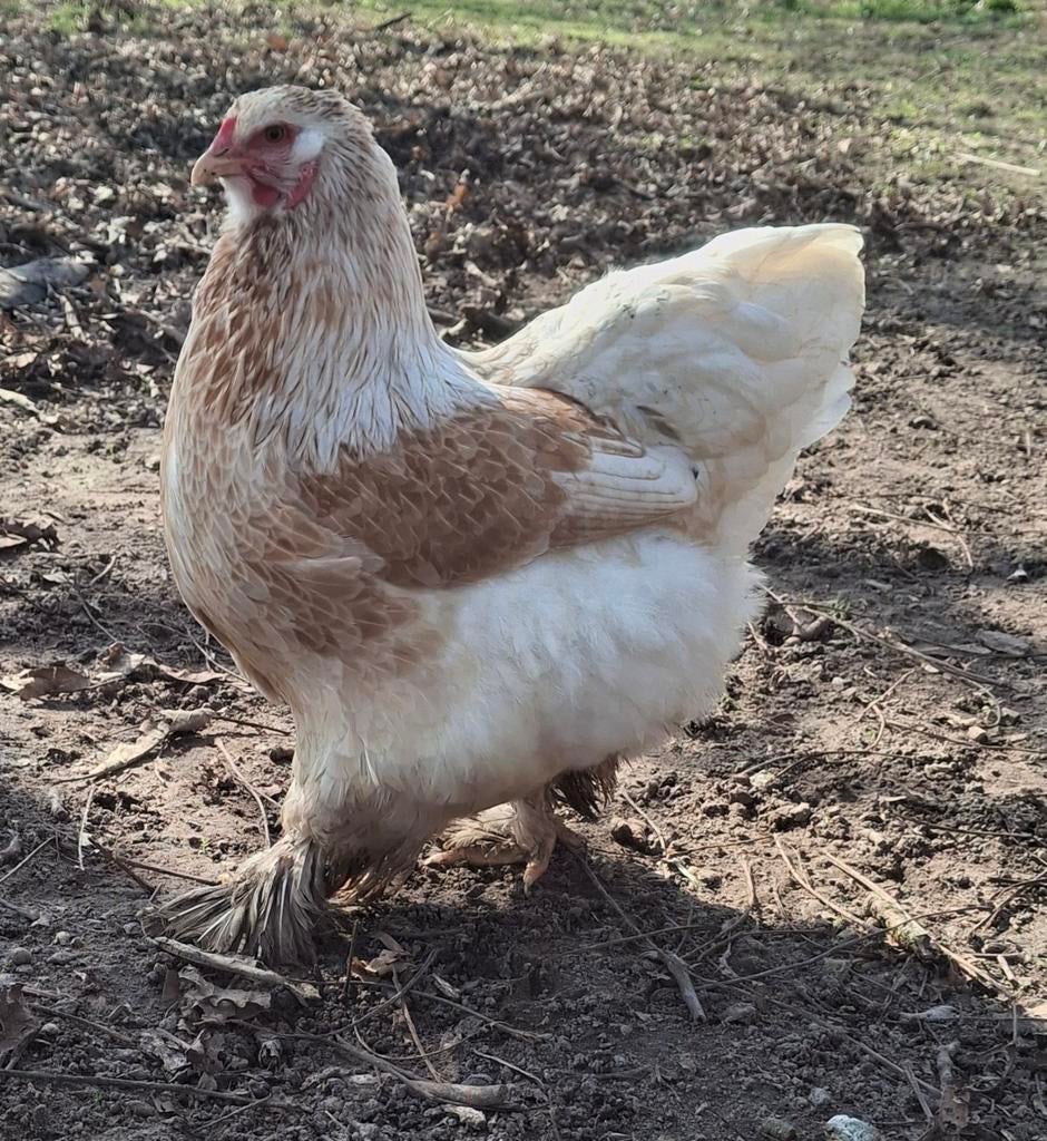 Brahma hennen, Dieren en Toebehoren, Vrouwelijk, Kip