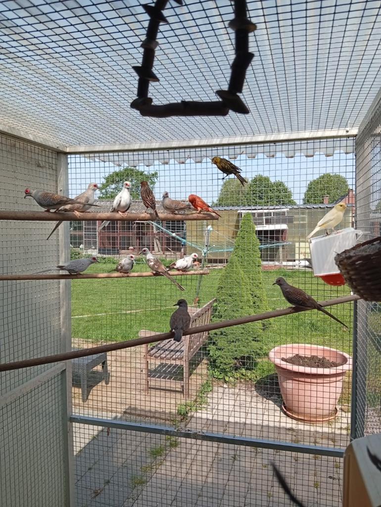 Jonge diamant duifjes te koop, Dieren en Toebehoren