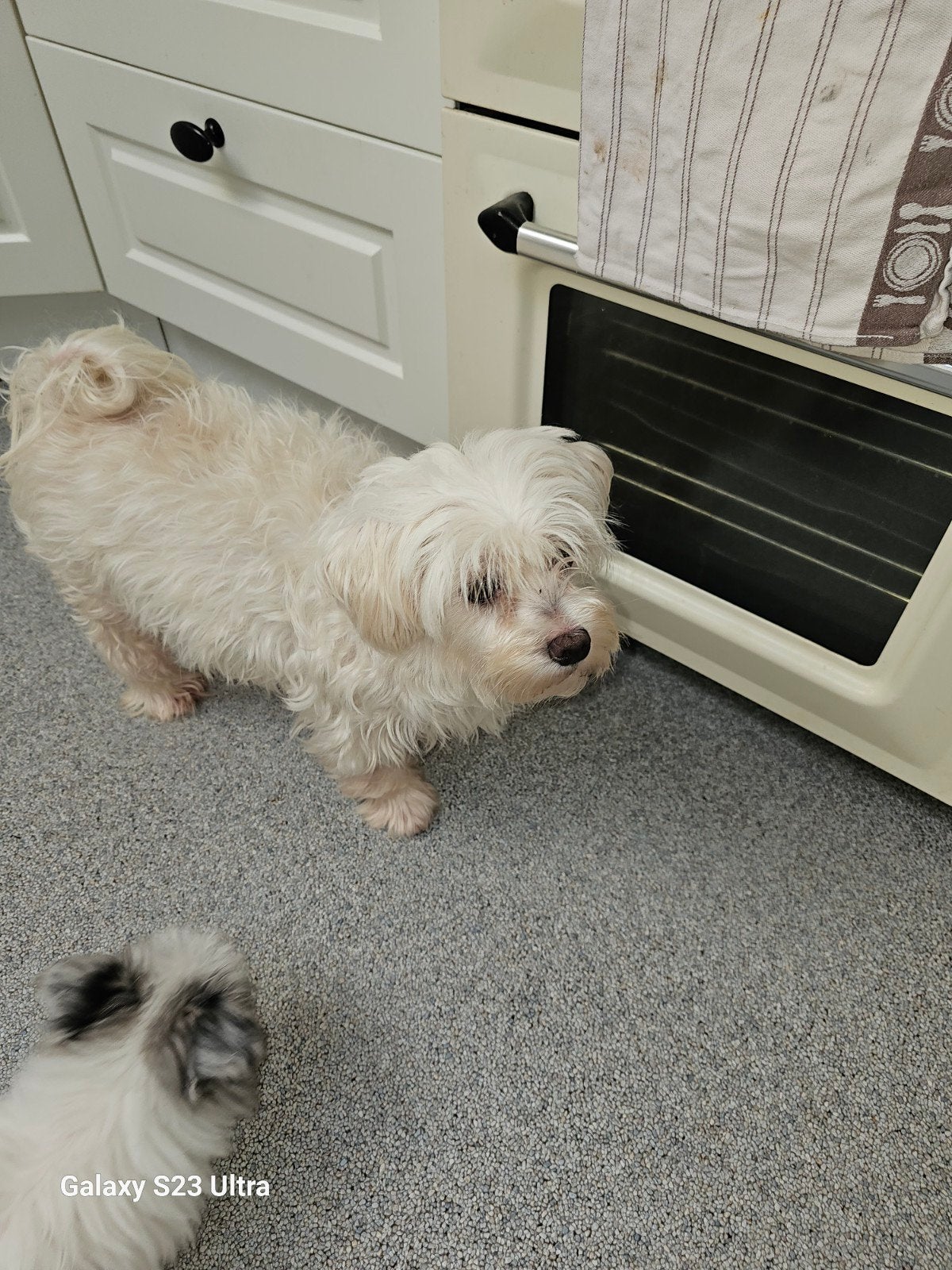 Maltezer teefjes zoekt nieuwe thuis, Maladie de Carré (chiens), 3 à 5 ans, Particulier, Chienne