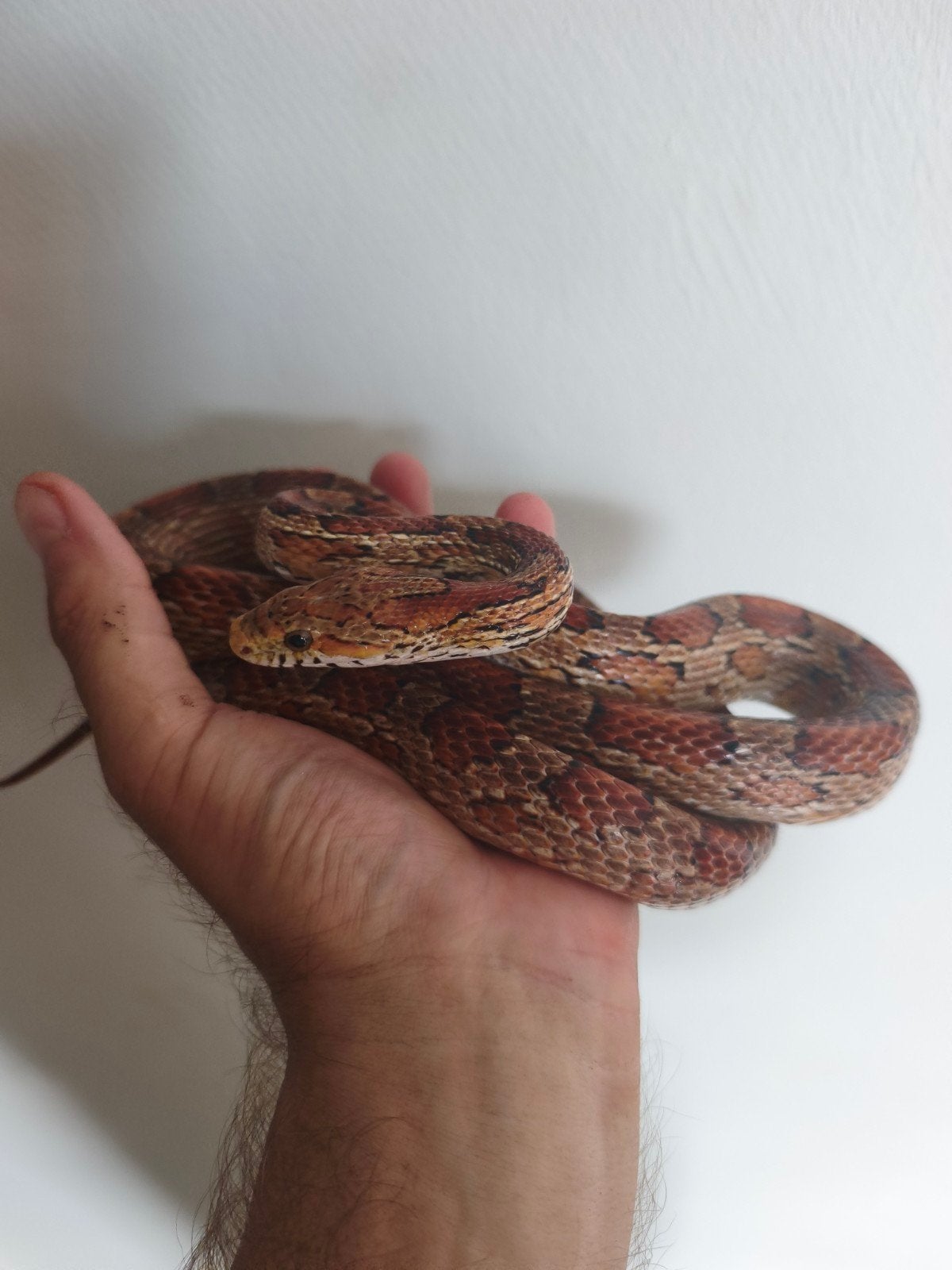 wild kleur korenslang ruilen tegen en boa