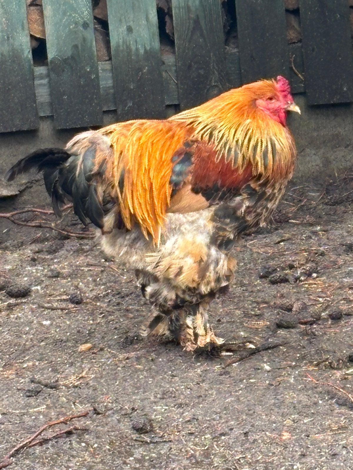 tamme brahma haan te koop