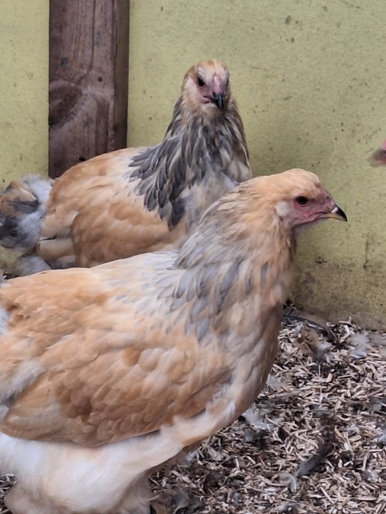 Brahma buff blue