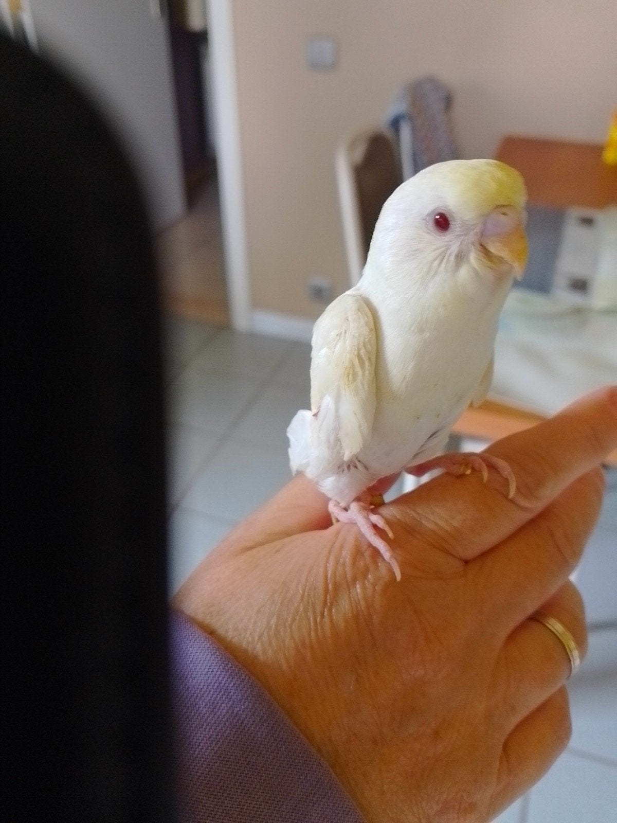 HANDTAM BABY BUDGIE à partir de 2026 avec ou sans CAGE, Plusieurs animaux, Perruche, Domestique