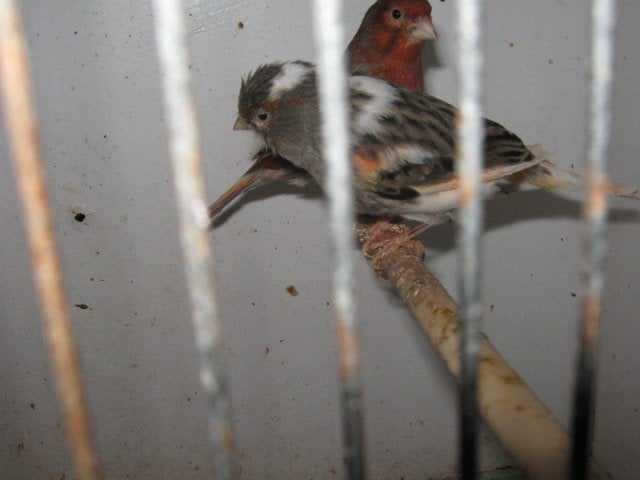 a vendre beaux canaris male et femelle 2025et 2026, Animaux & Accessoires, Femelle, Canari de couleur
