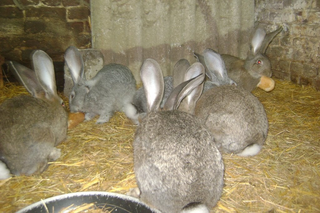 Jonge raszuivere Vlaamse reuzen, Plusieurs animaux, Grand