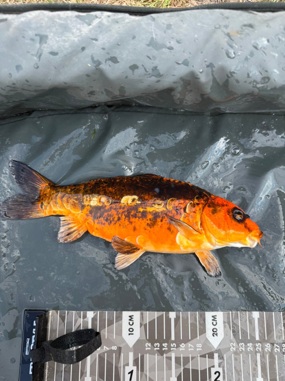 Koi, Karper of Koi