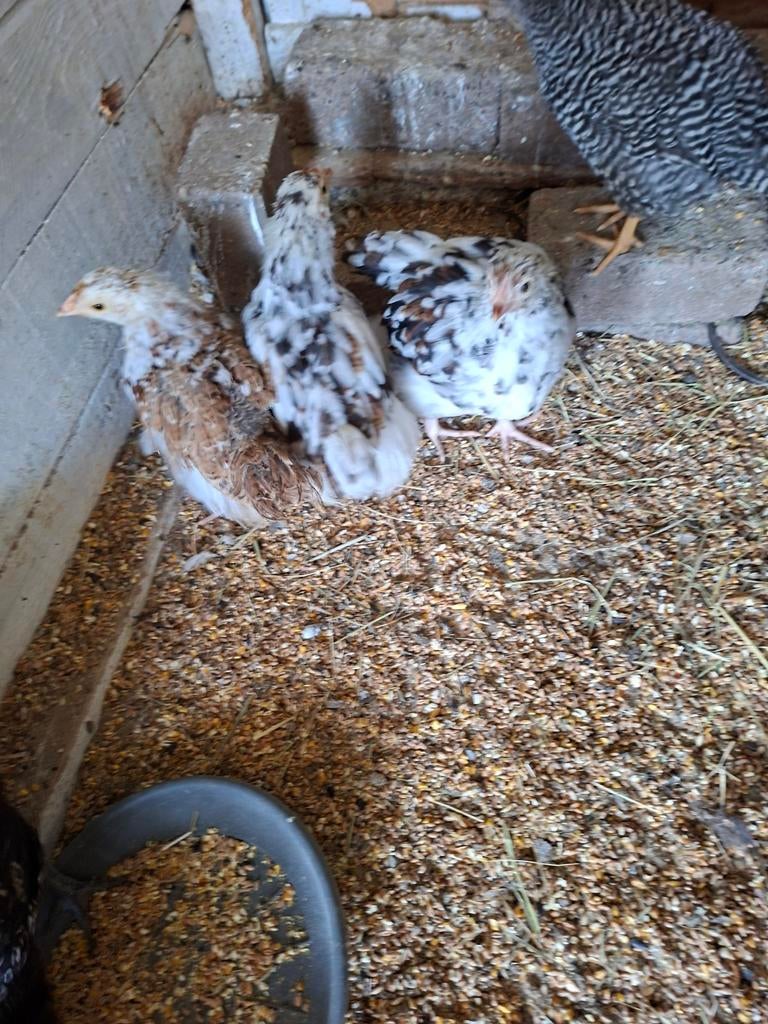 Ortepingthon porselein, Dieren en Toebehoren, Pluimvee