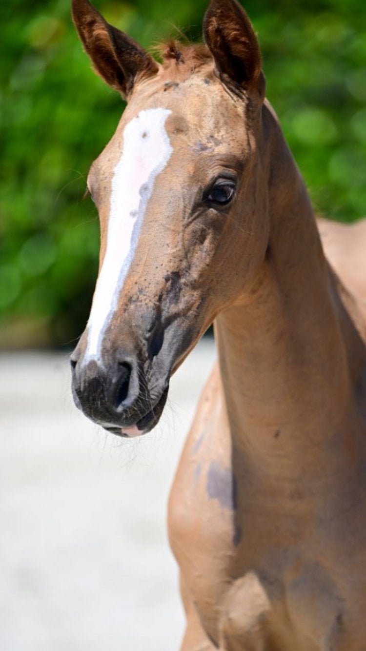 Exclusief Point Break x Emerald merrieveulen, Merrie, Springpaard, Met stamboom