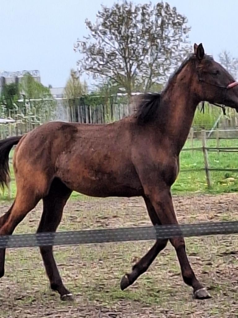 Smoky black merrie jaarling, Dieren en Toebehoren, Merrie, Springpaard, B, 0 tot 2 jaar