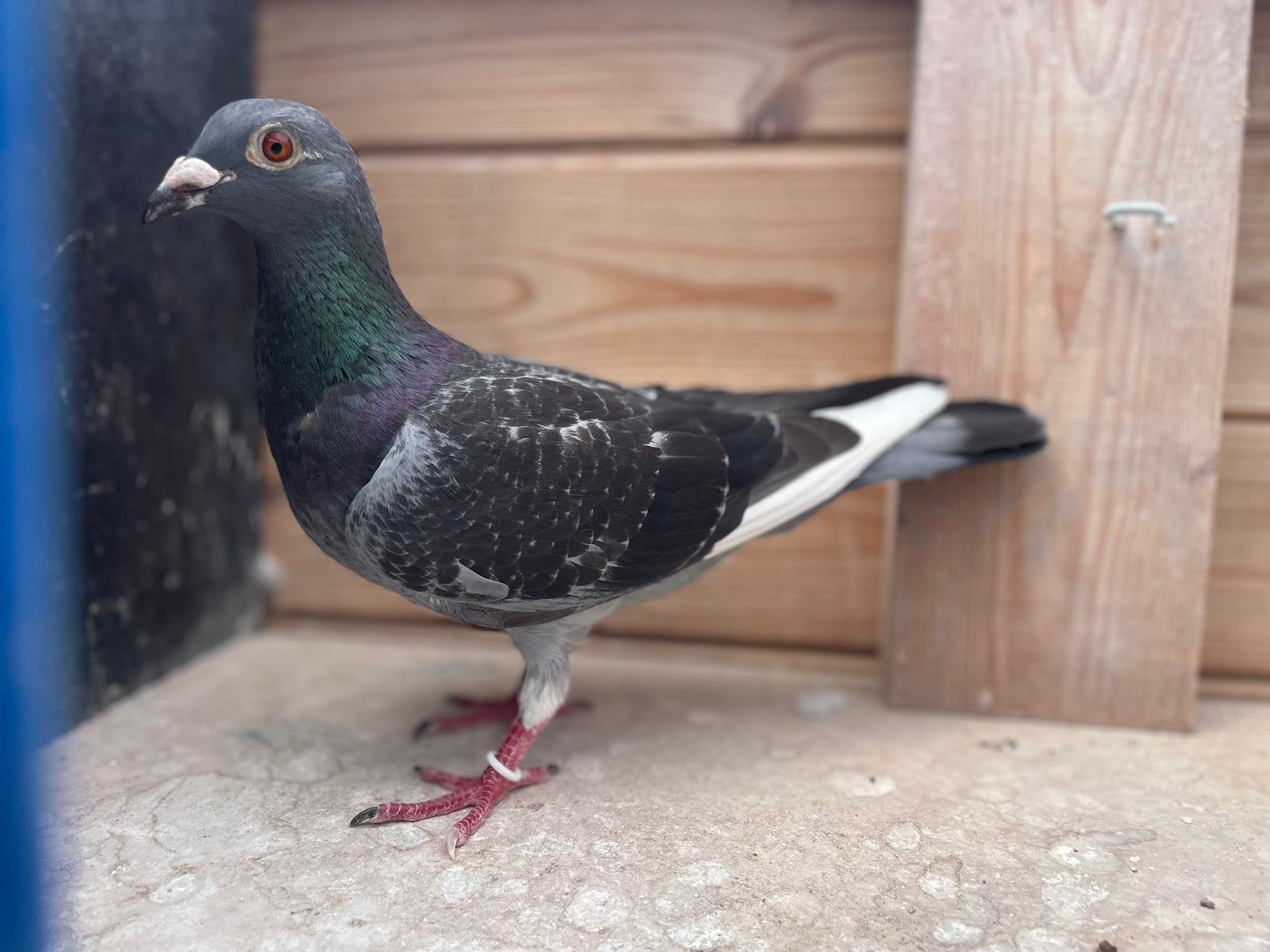 Donker geschelpte witpen duivin (Fond), Dieren en Toebehoren