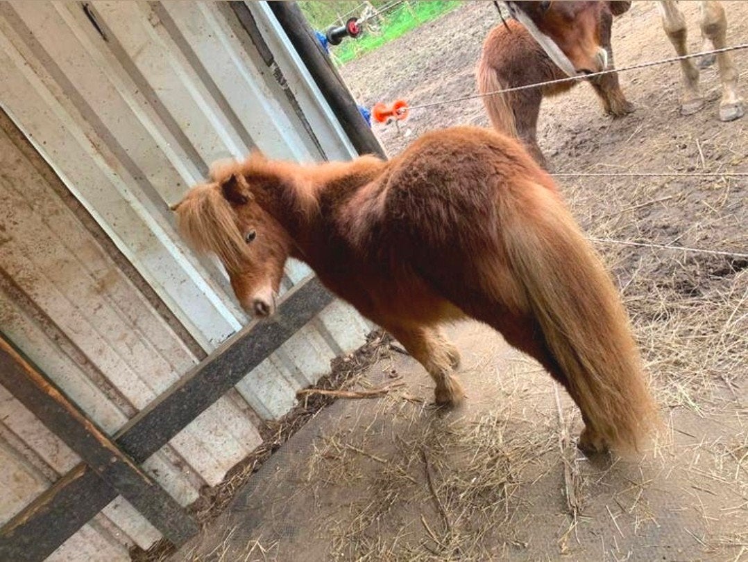 Verzorgpony gezocht! (Regio Olen,Larum,Geel)