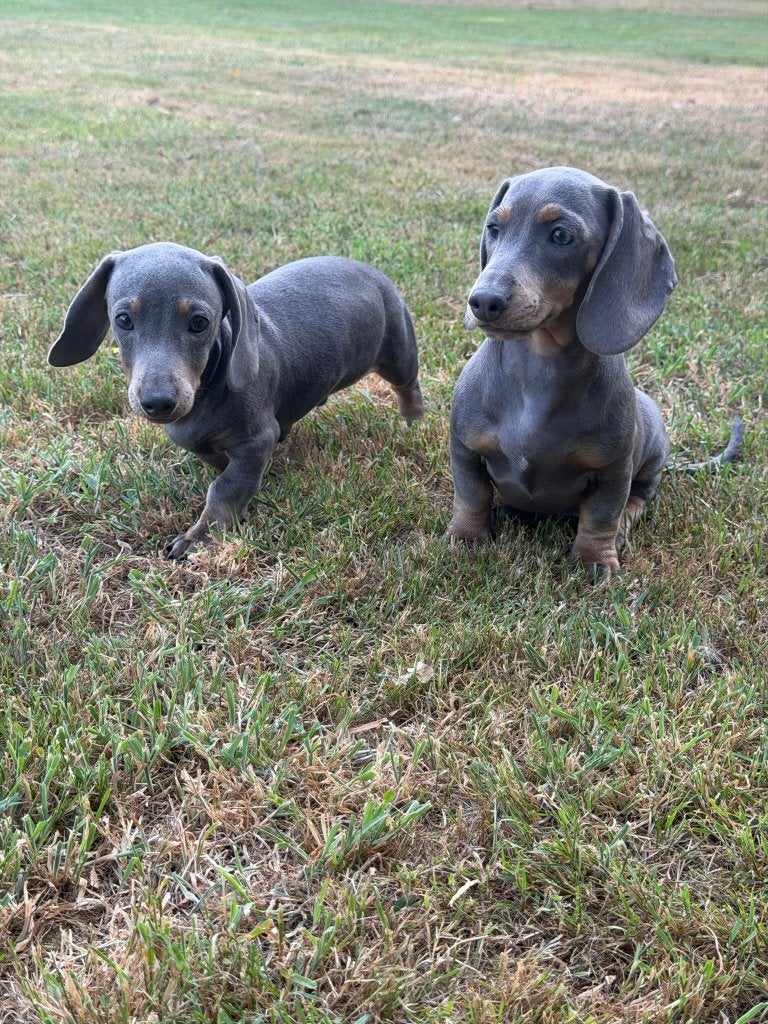 Dwerg Teckel / Dachshund pups, Dieren en Toebehoren, Parvo, België, Fokker | Hobbymatig, 8 tot 15 weken