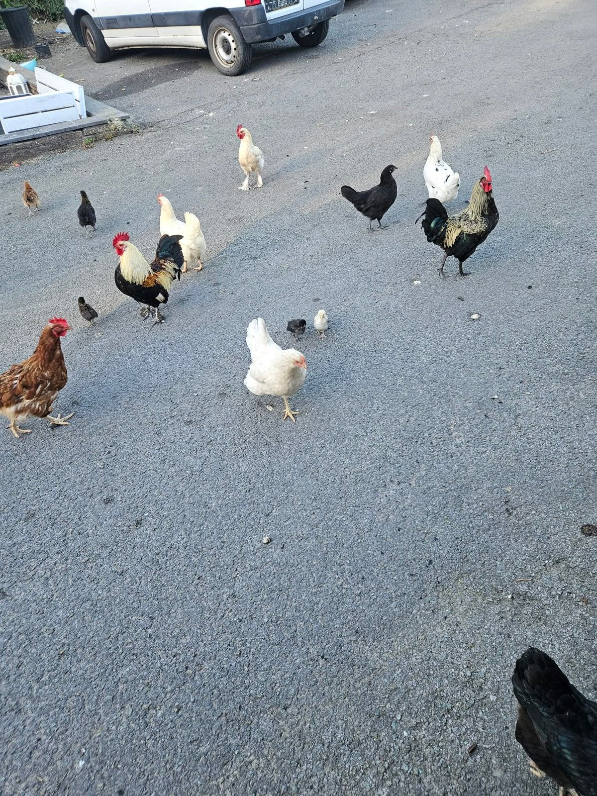 Legkippen en hanen te koop, Dieren en Toebehoren, Pluimvee, Meerdere dieren, Kip