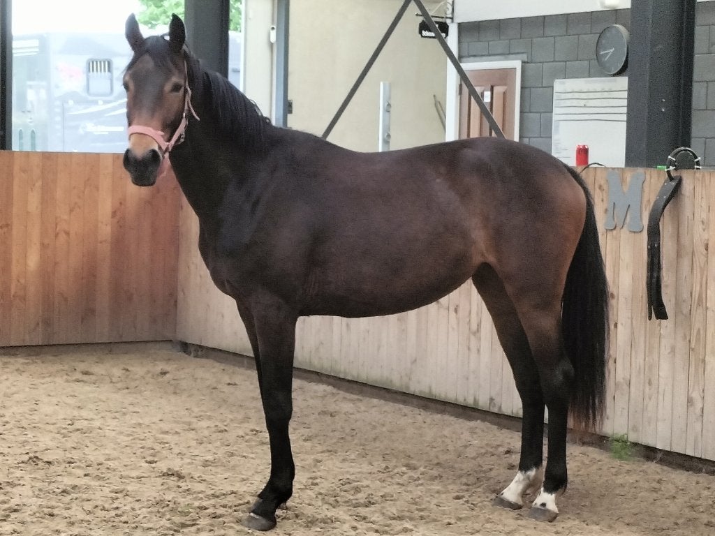 2 jarige dressuurmerrie uit top stam, Cheval de dressage, 160 à 165 cm, 0 à 2 ans, Non dressé