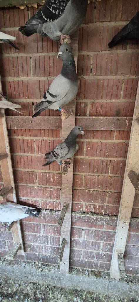 Duiven te koop, Dieren en Toebehoren
