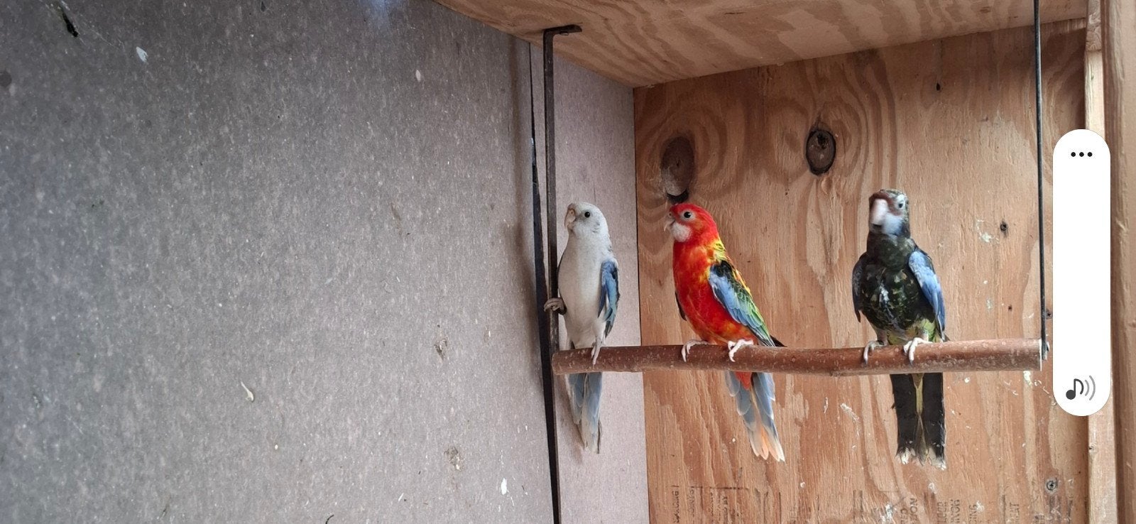 Verschillende mutaties rosella's, Dieren en Toebehoren