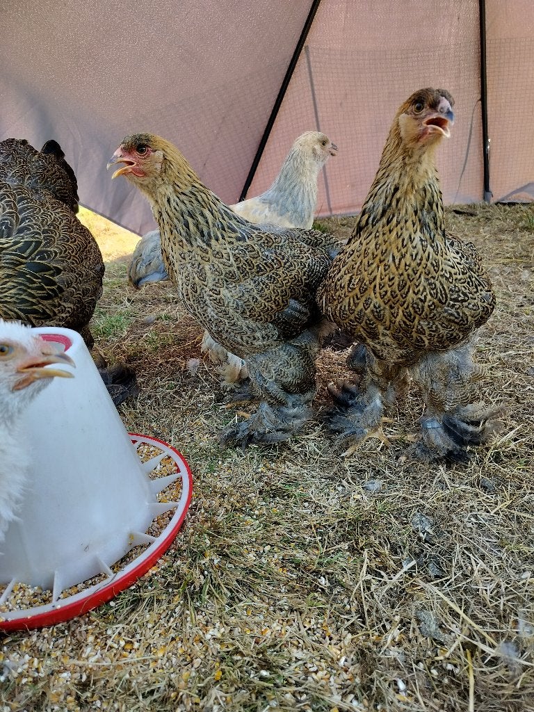 Trio Brahma goudpatrijs, Dieren en Toebehoren, Pluimvee