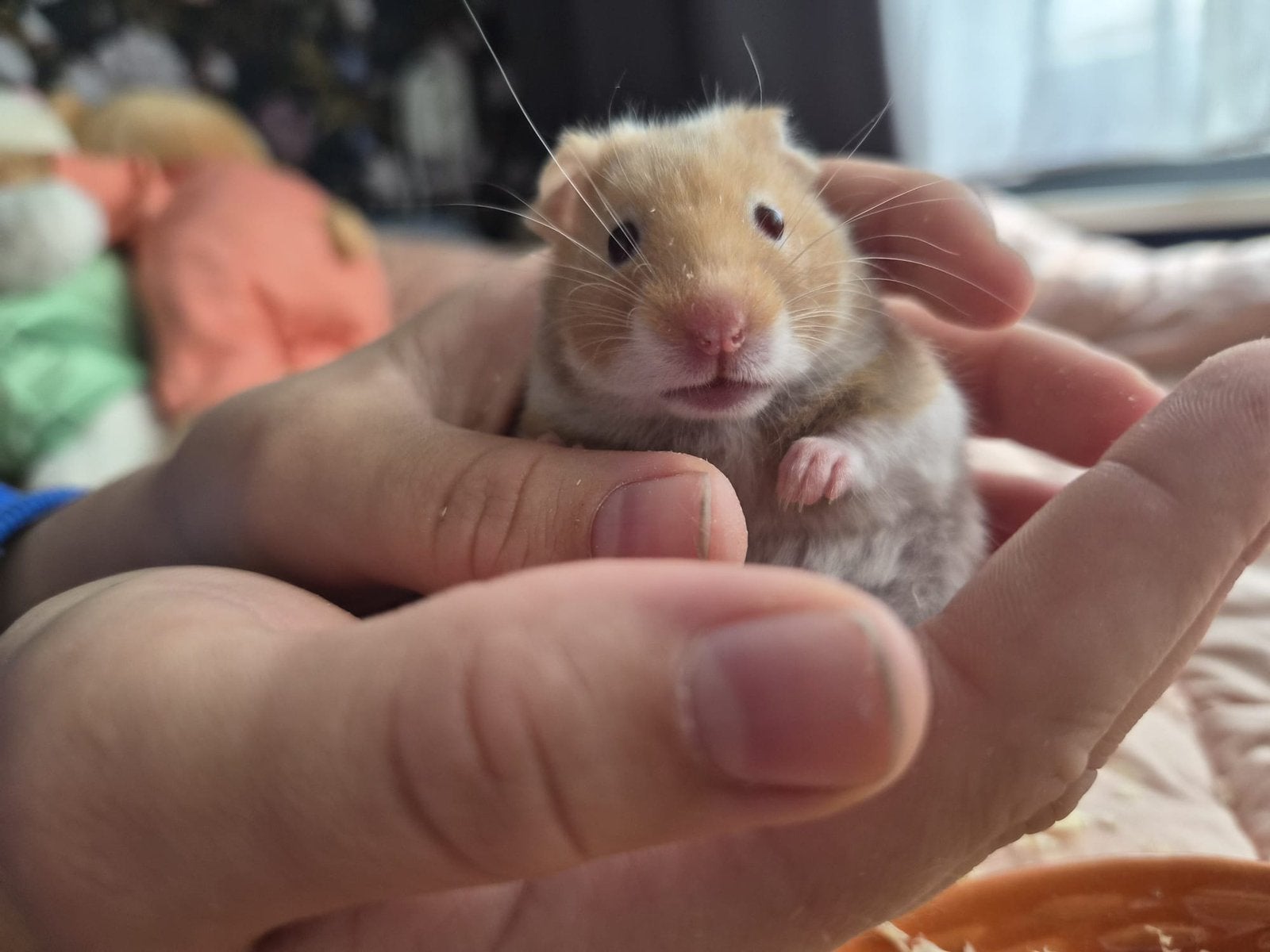 Goudhamster baby’s, Animaux & Accessoires, Rongeurs, Avril, Hamster, Domestique
