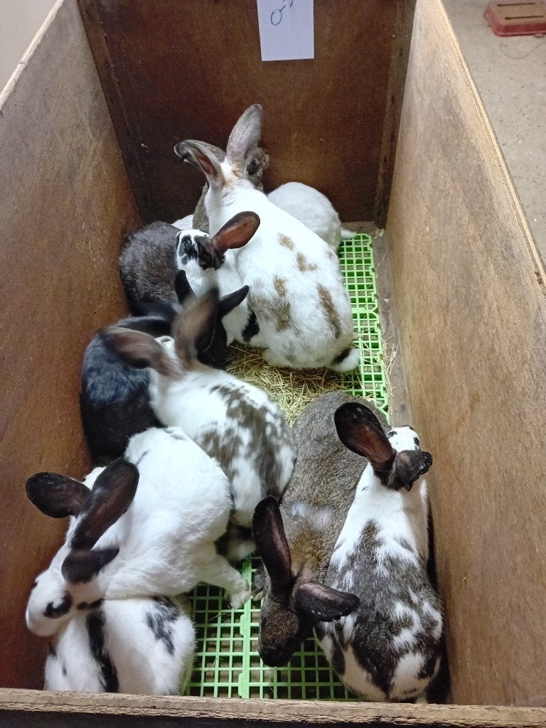 SUPER VLEESKONIJNEN  /  NU:  rond   3,2 kg   (=11€), Meerdere dieren, Middelgroot, 0 tot 2 jaar