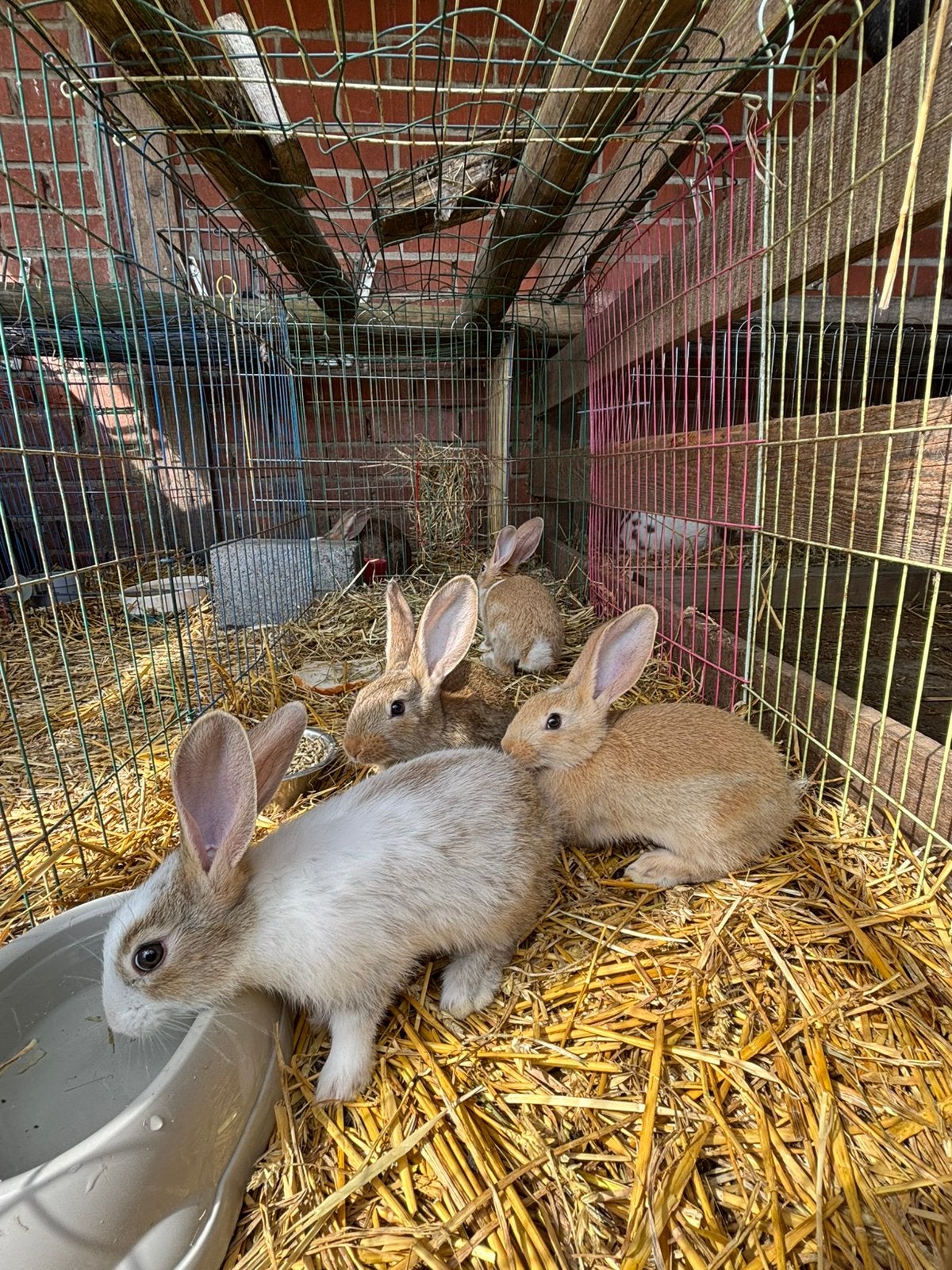 Jonge vleeskonijnen, Dieren en Toebehoren, Konijnen, Meerdere dieren, Groot, 0 tot 2 jaar