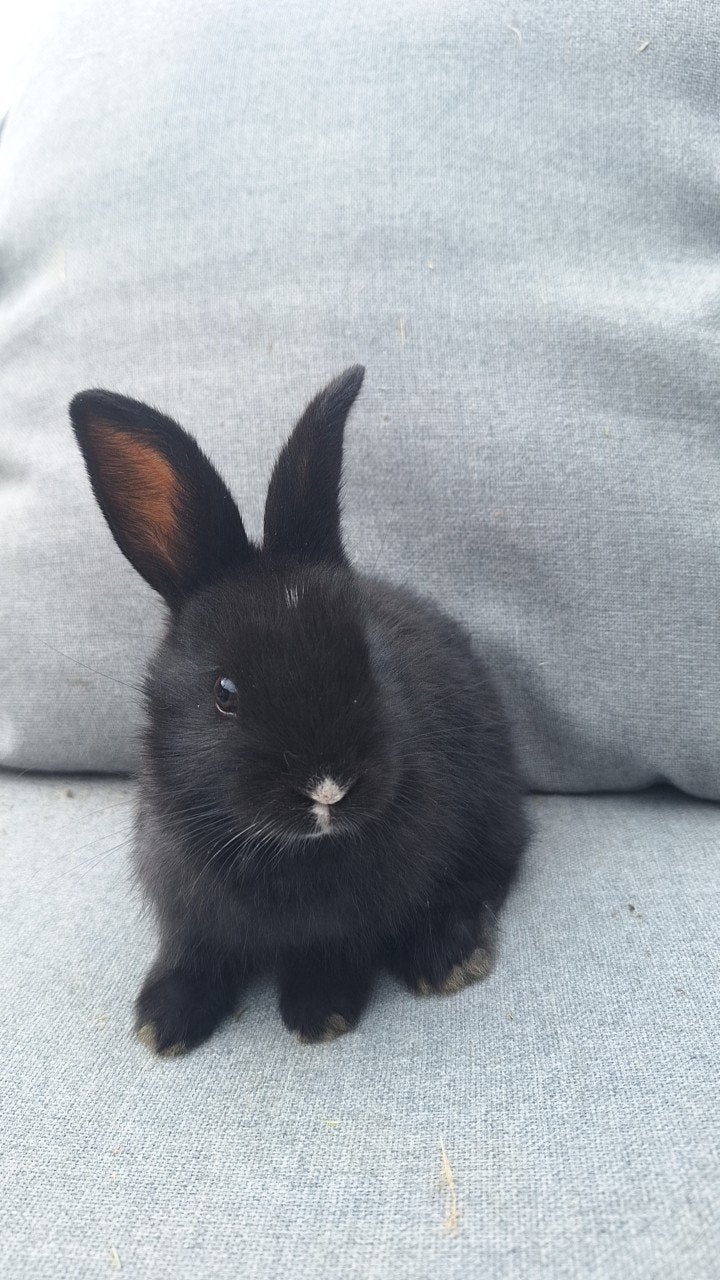 Baby konijntjes, Dieren en Toebehoren, Konijnen, Middelgroot, Geslacht onbekend, 0 tot 2 jaar