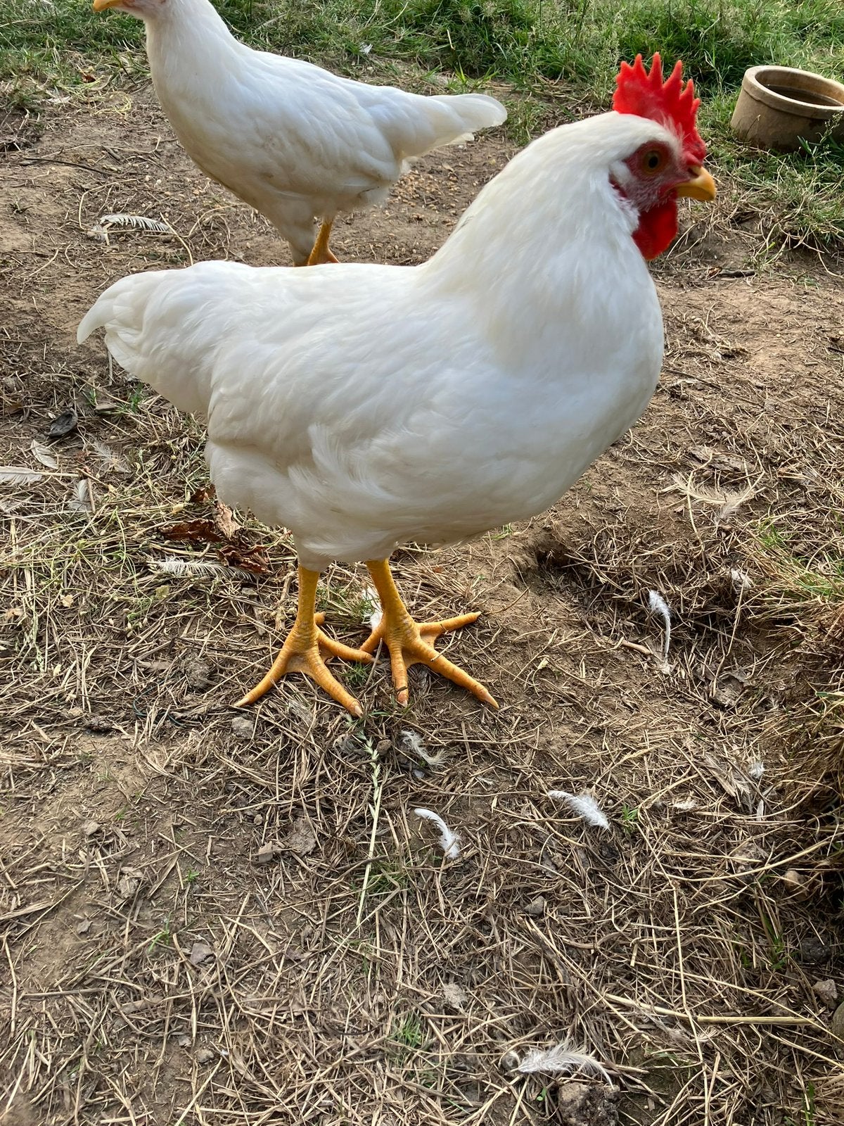 1-4 jonge leghorn hanen te koop, Dieren en Toebehoren, Mannelijk, Kip