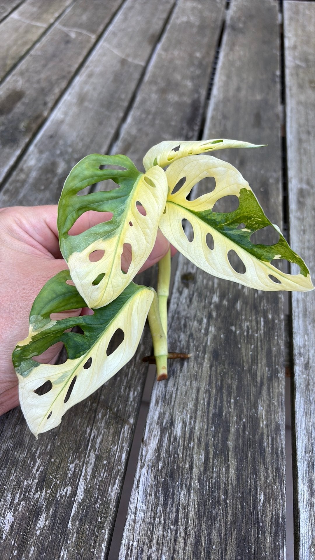Monstera Adansonii Albo Variegata, Enlèvement ou Envoi