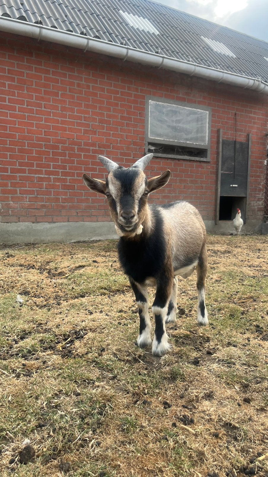 Geit bokje, Dieren en Toebehoren, Schapen, Geiten en Varkens, Mannelijk, Geit, 0 tot 2 jaar