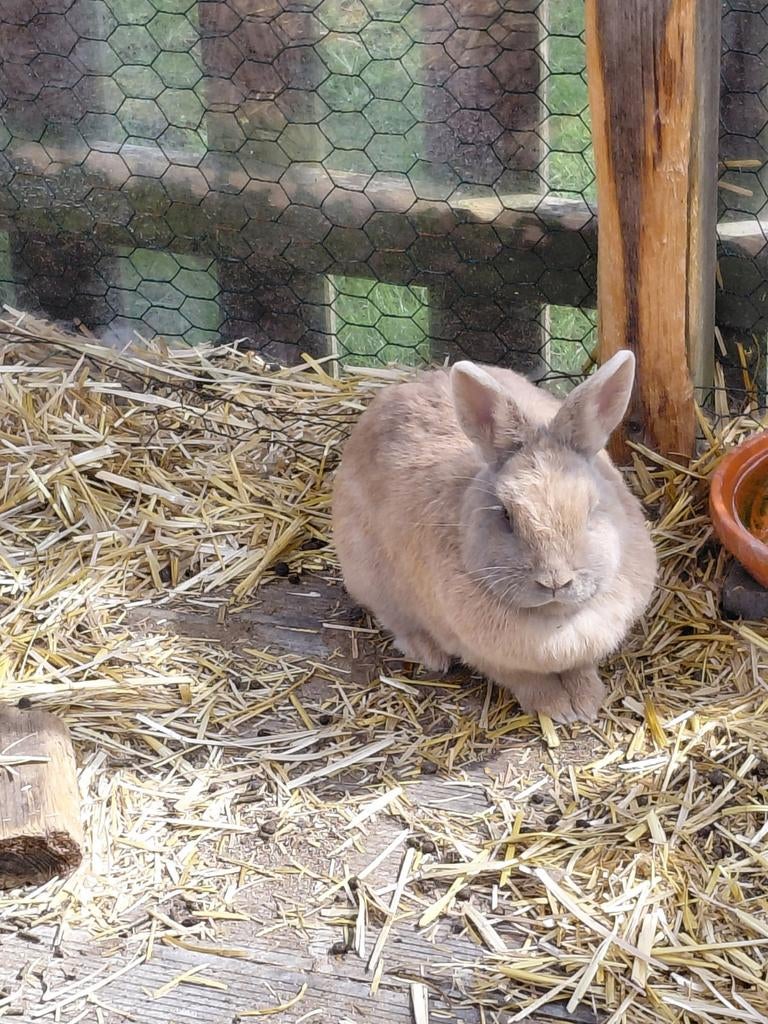2  konijntjes, Dieren en Toebehoren, Konijnen