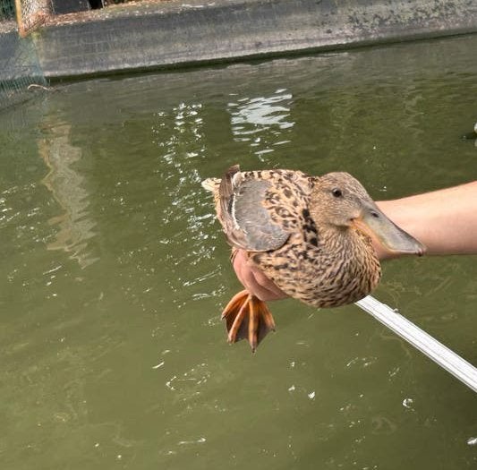 Slobeend vrouw, Dieren en Toebehoren, Pluimvee, Vrouwelijk, Eend