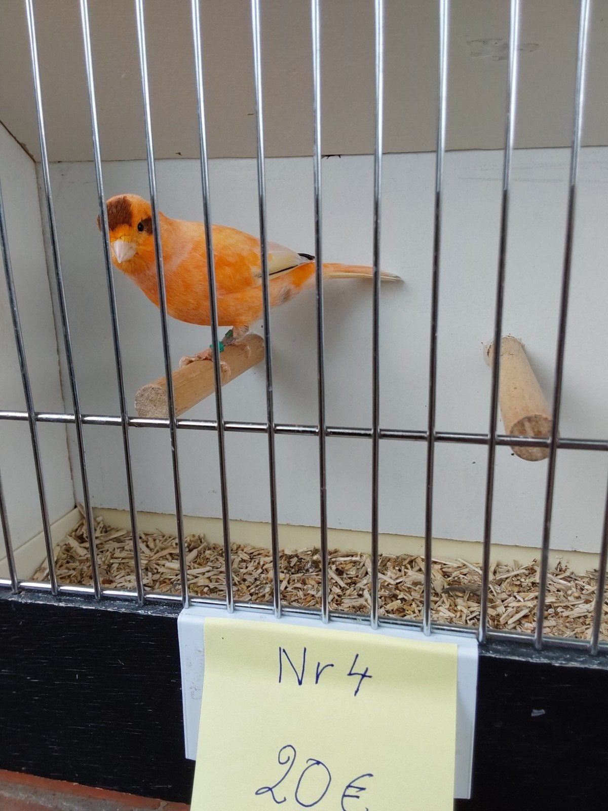 Kanarie, Dieren en Toebehoren