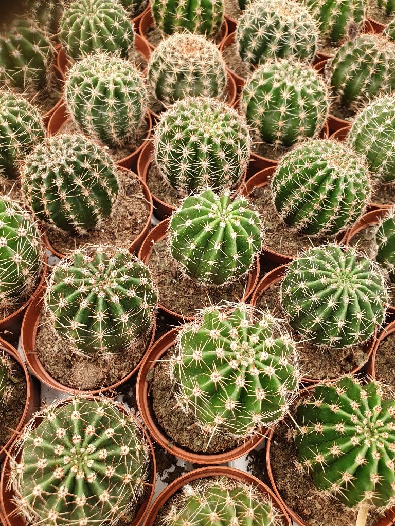 Entstam voor cactussen: Echinopsis, Ophalen of Verzenden, Cactus, In pot, Volle zon