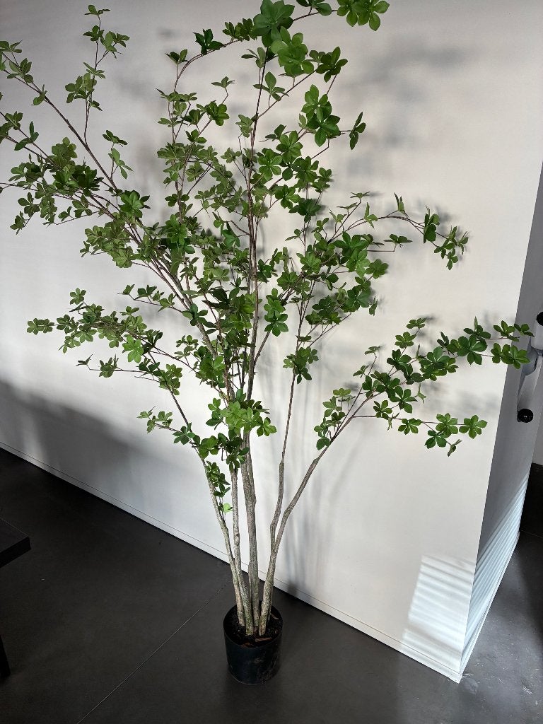 Valse kamerplant/boom, Huis en Inrichting, Ophalen, Overige soorten, 150 tot 200 cm