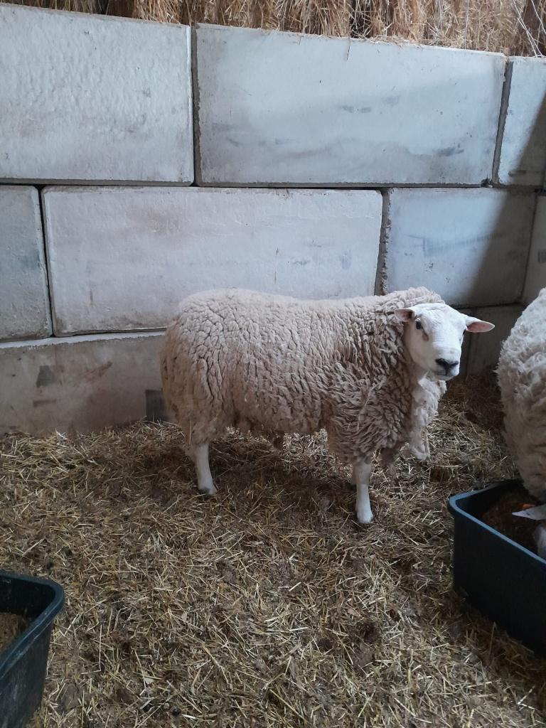 ram, Dieren en Toebehoren, Schapen, Geiten en Varkens, Mannelijk, Schaap, 0 tot 2 jaar