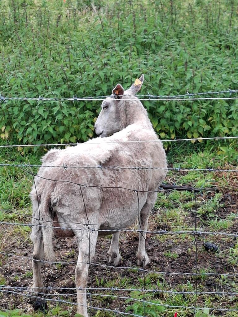 Ooi 3 jaar, Dieren en Toebehoren, Schapen, Geiten en Varkens