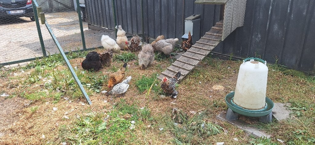 Sierkippen, Animaux & Accessoires, Volatiles, Poule ou poulet, Femelle