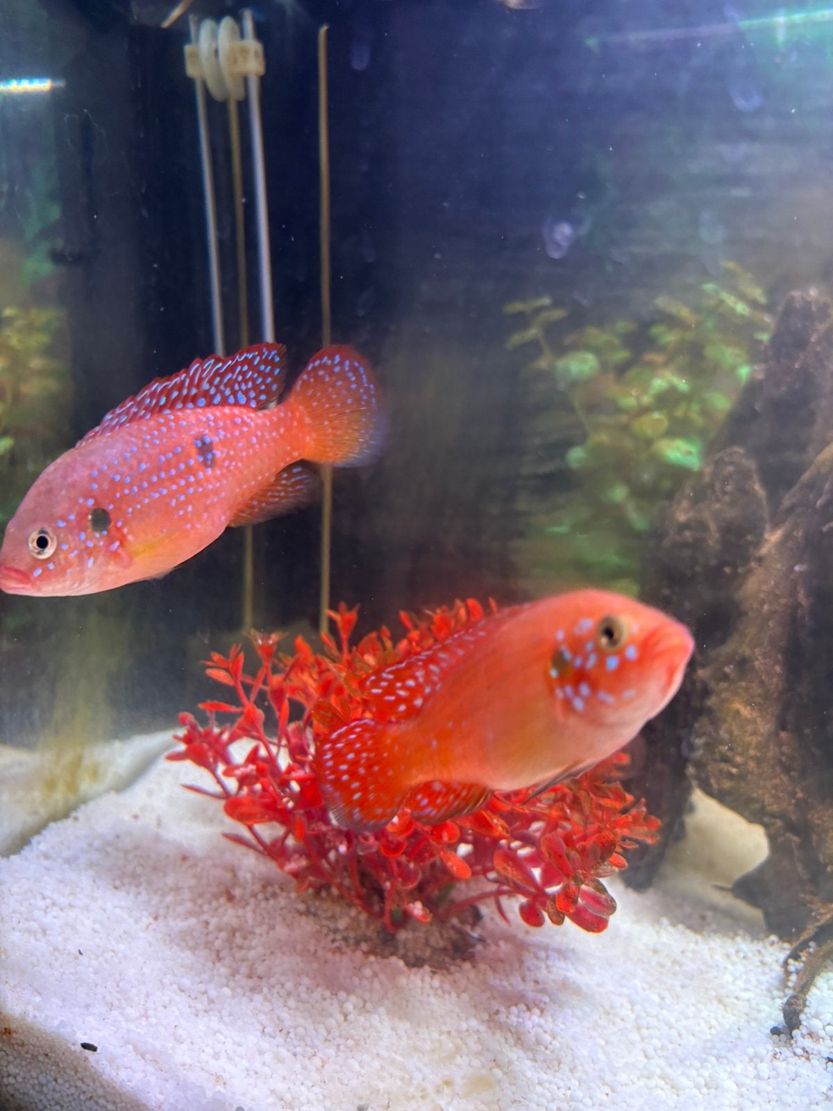 Prachtig kweek koppel Hemichromis bimaculatus cichliden, Poisson
