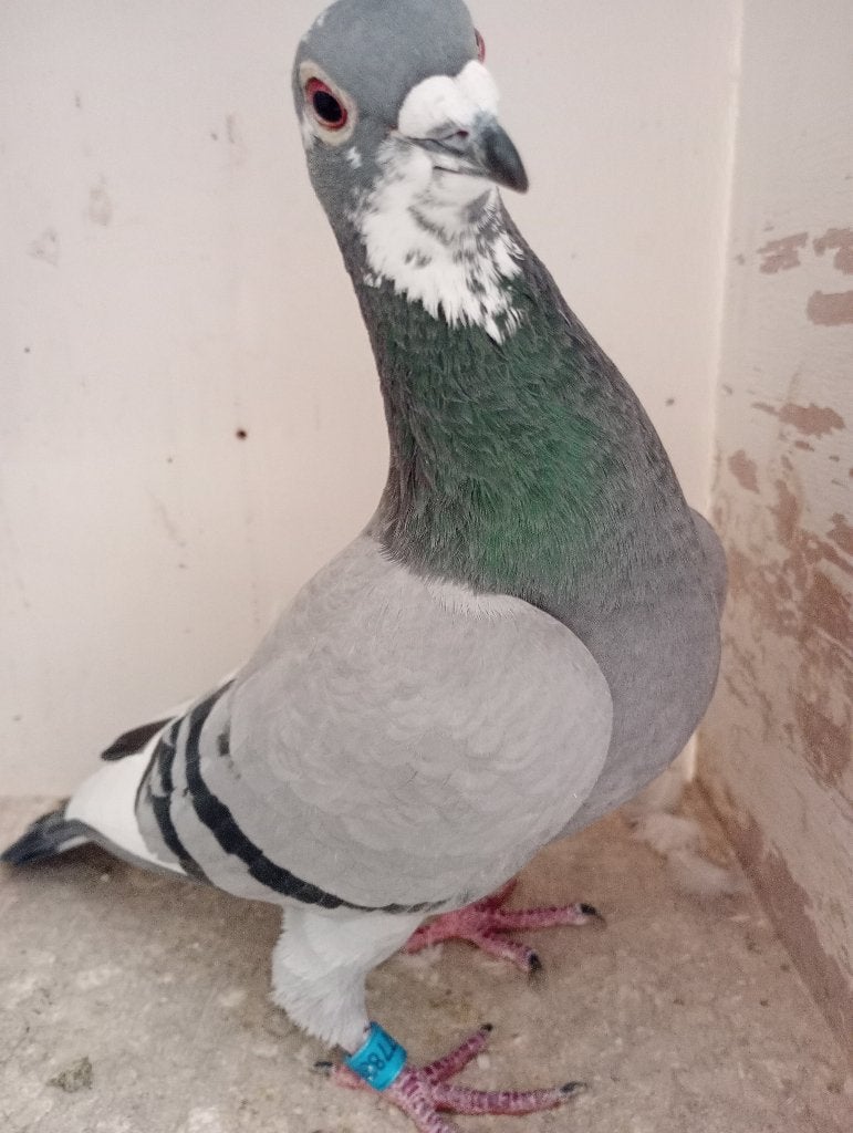 Kweekduivin !!!!!, Dieren en Toebehoren, Vrouwelijk, Postduif